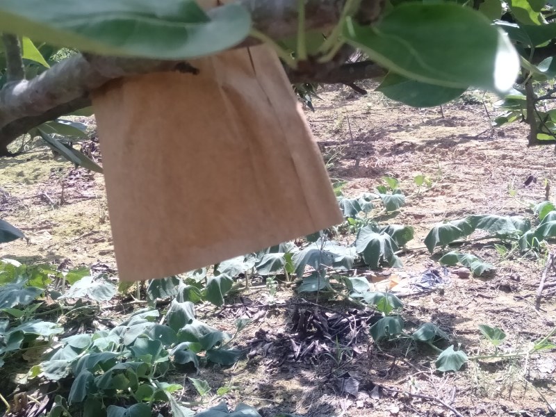 套袋金秀桂花梨，口感好化渣好糖分足，欢迎实力老板