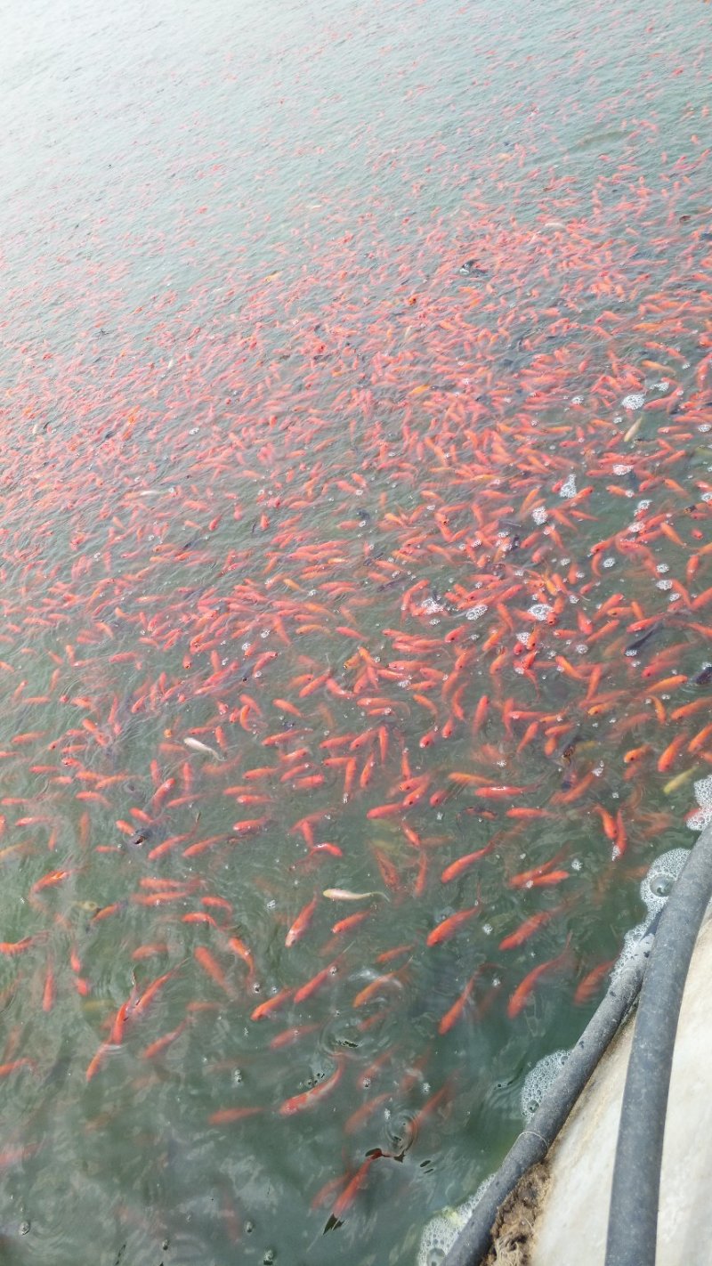 各品种锦鲤鱼苗，黑锦鲤，黄锦鲤，白锦鲤，红白大正三色。