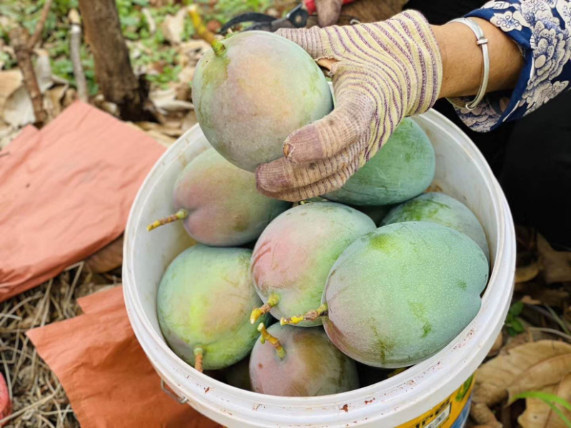 攀枝花凯特肉多汁水饱满