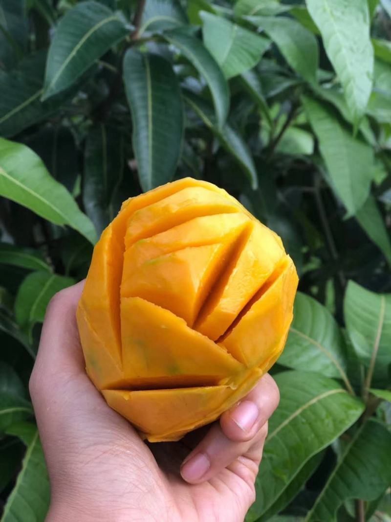 攀枝花凯特肉多汁水饱满