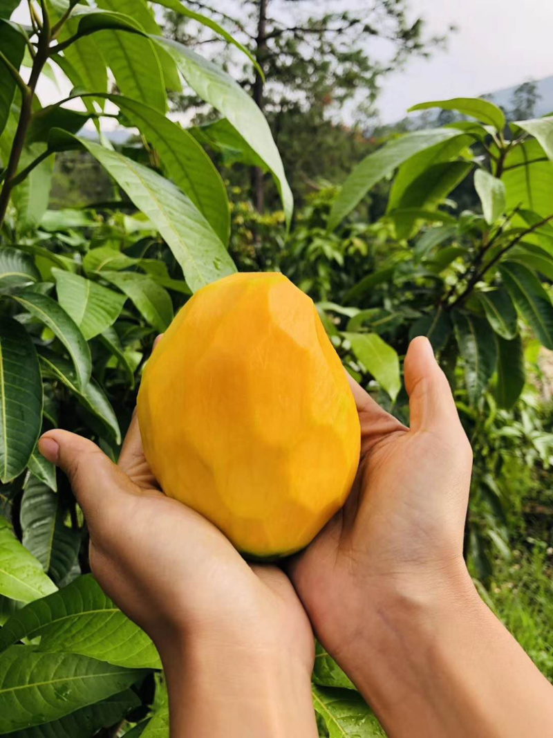 攀枝花凯特肉多汁水饱满