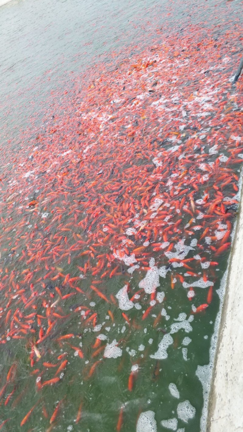 各品种锦鲤鱼苗，黑锦鲤，黄锦鲤，白锦鲤，红白大正三色。