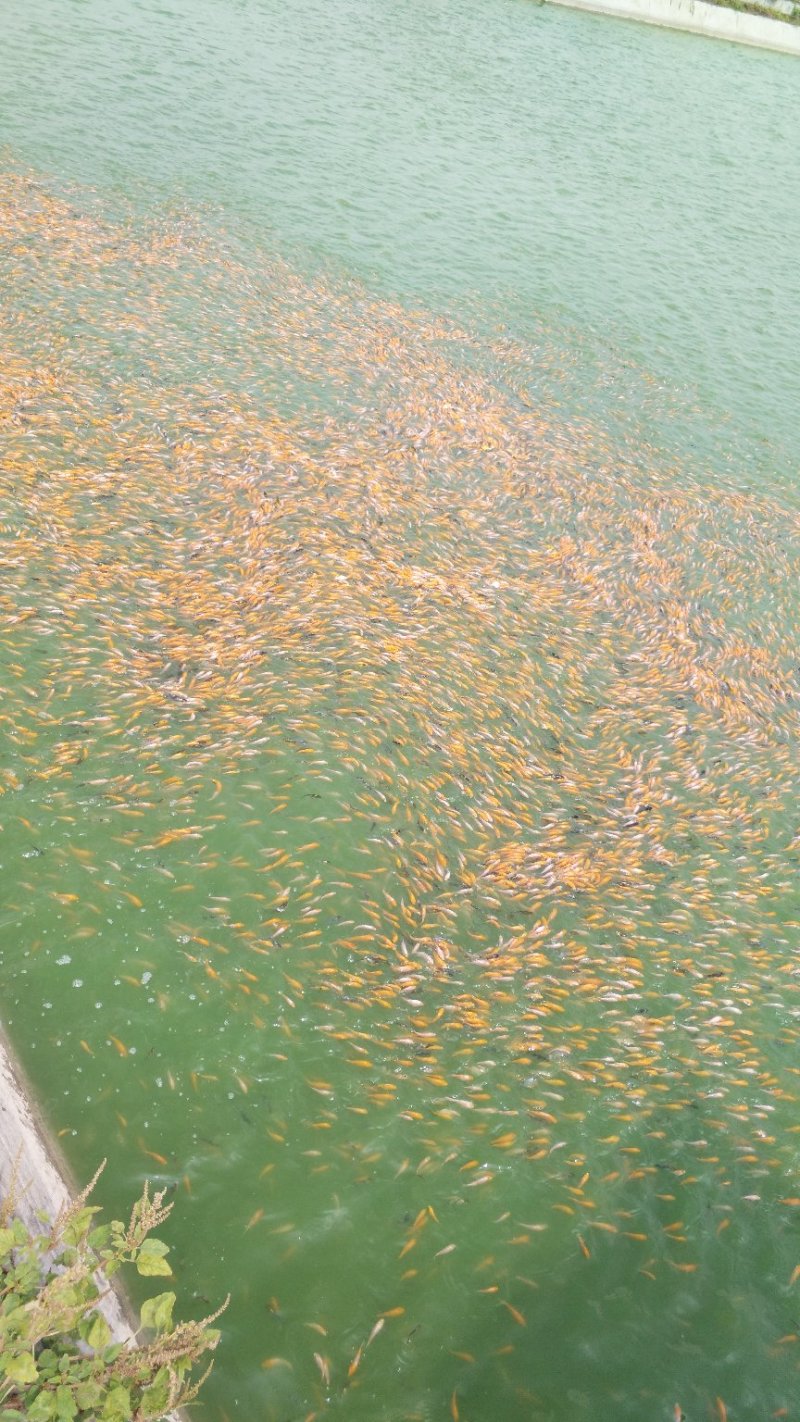 各品种锦鲤鱼苗，黑锦鲤，黄锦鲤，白锦鲤，红白大正三色。