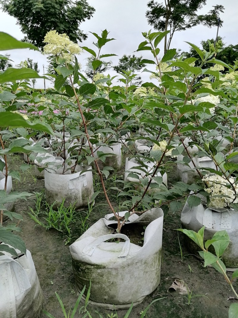 圆锥绣球杯苗大杯50-60公分，美植袋。