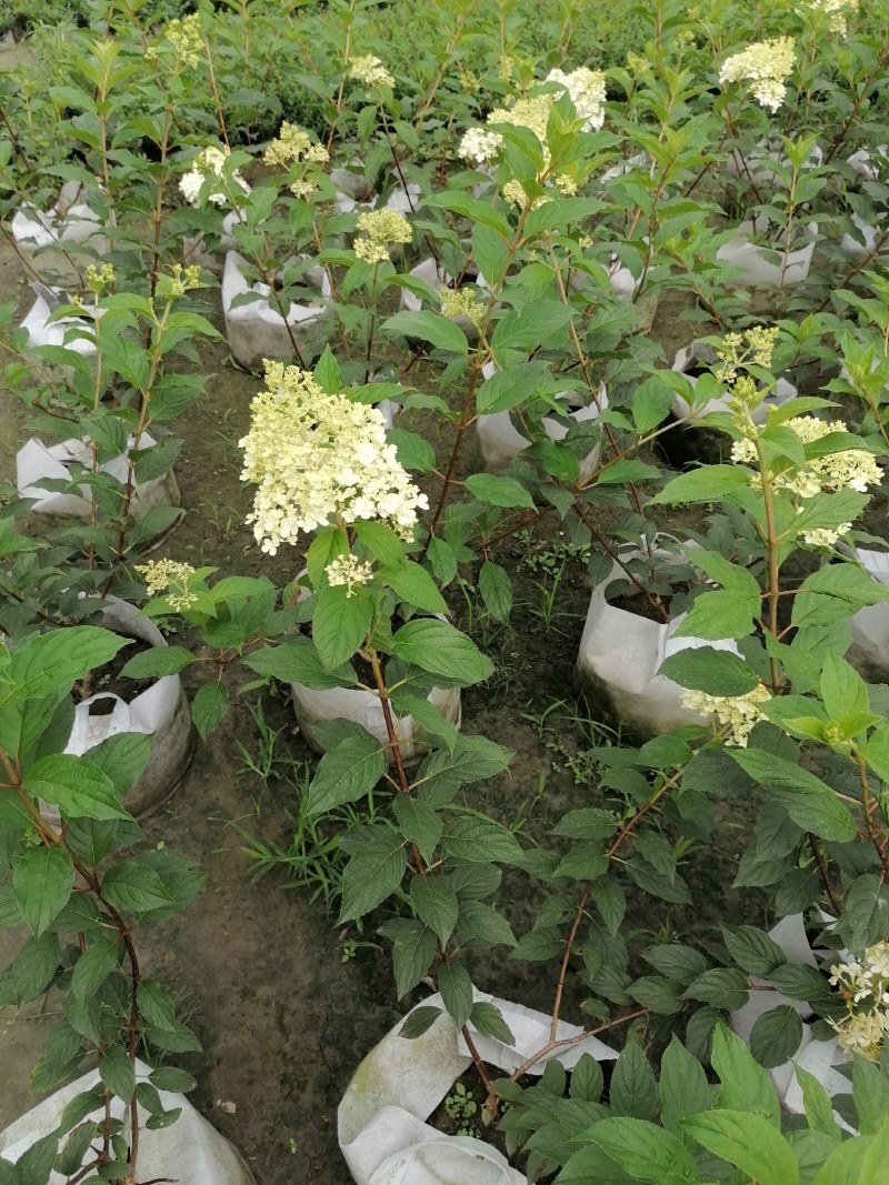圆锥绣球杯苗大杯50-60公分，美植袋。