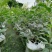 圆锥绣球杯苗大杯50-60公分，美植袋。