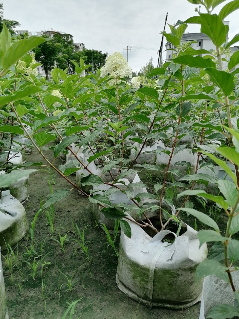 圆锥绣球杯苗大杯50-60公分，美植袋。