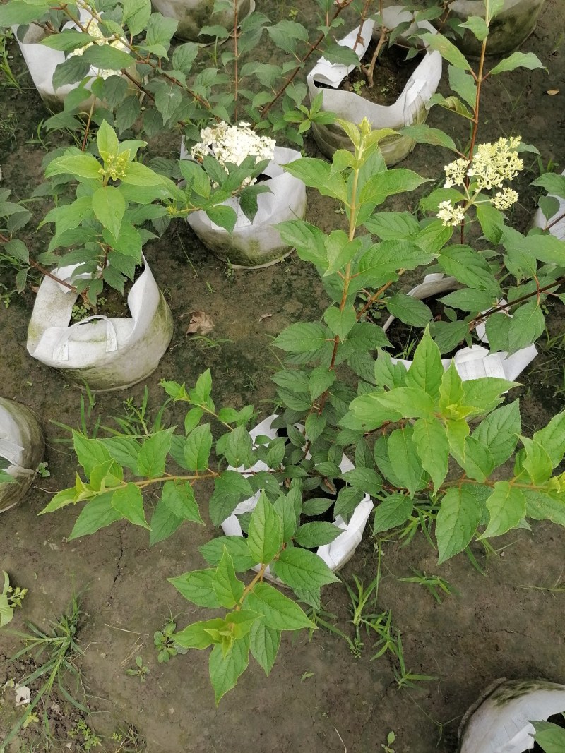 圆锥绣球杯苗大杯50-60公分，美植袋。