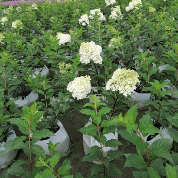 圆锥绣球杯苗大杯50-60公分，美植袋。
