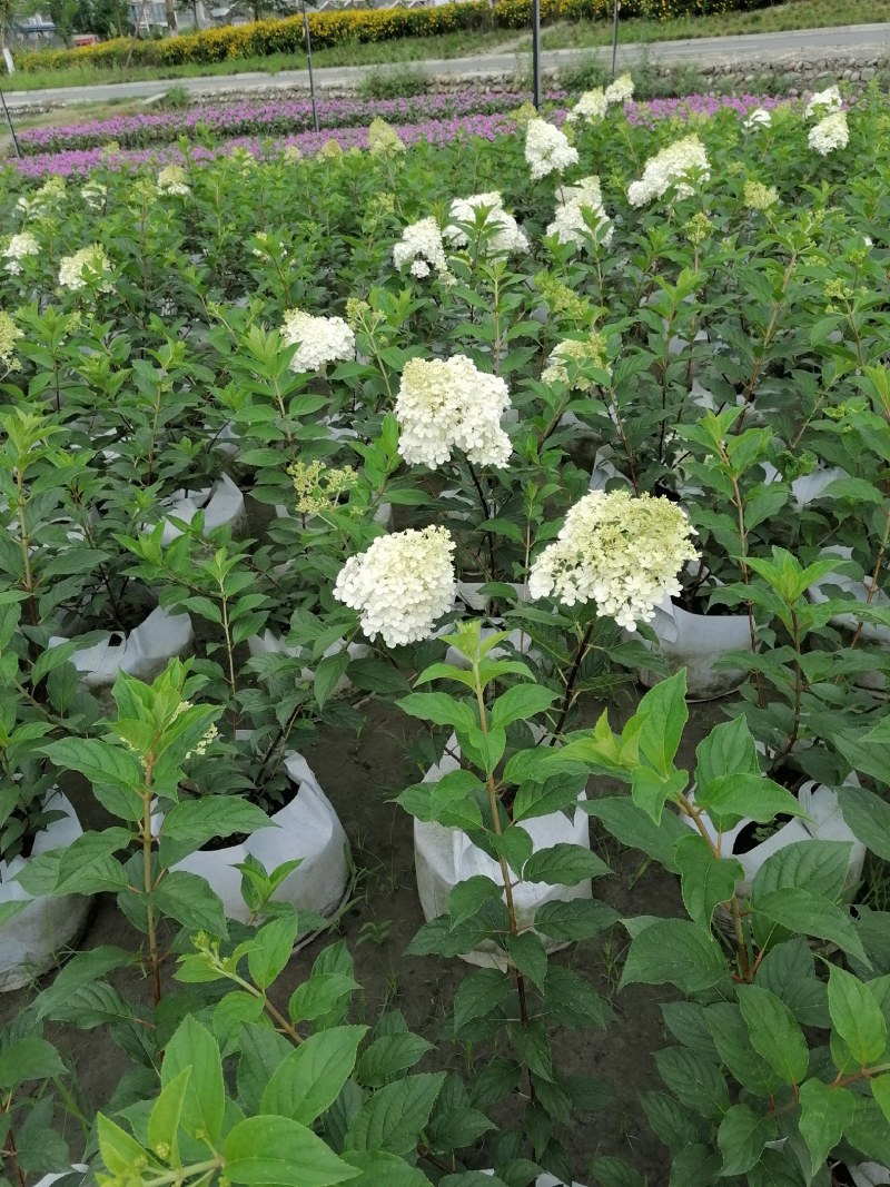 圆锥绣球杯苗大杯50-60公分，美植袋。