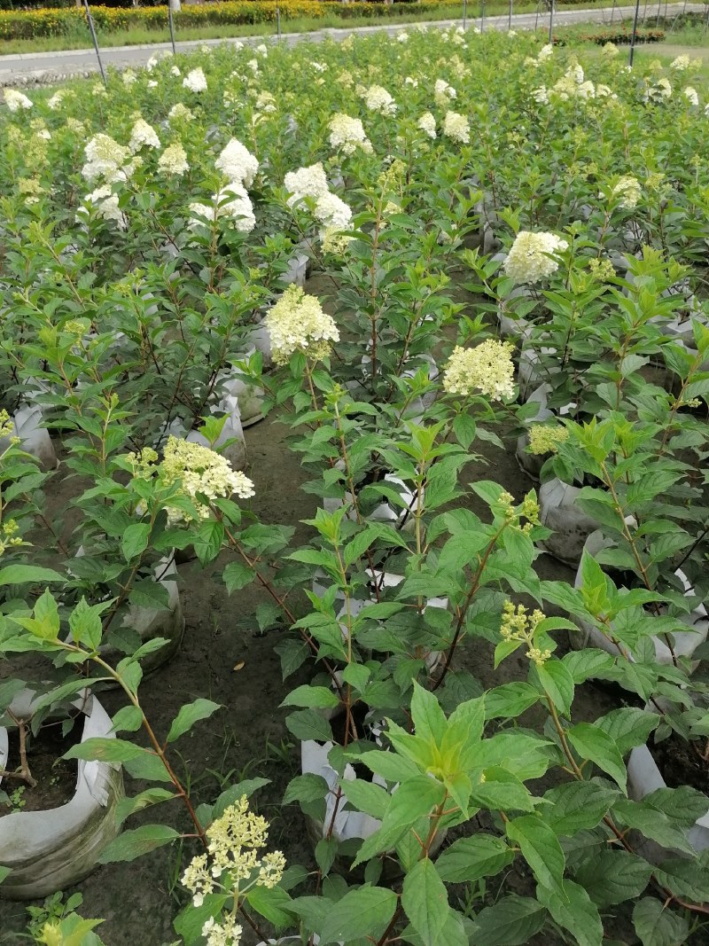 圆锥绣球杯苗大杯50-60公分，美植袋。