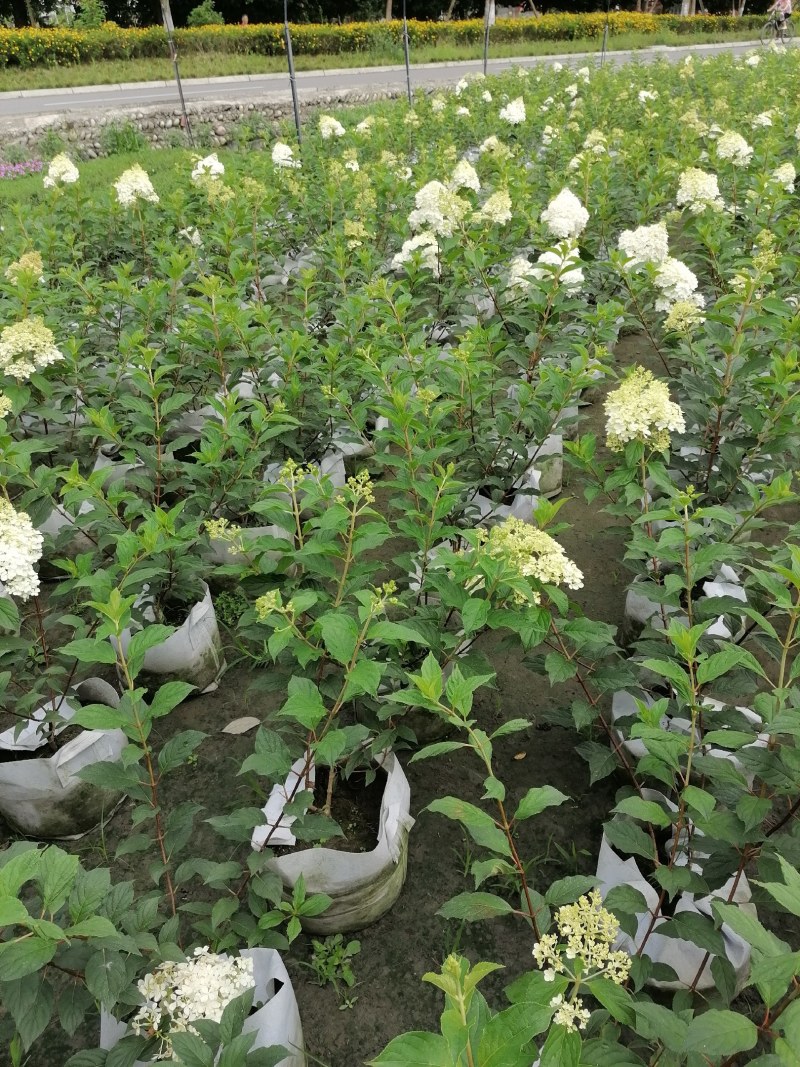圆锥绣球杯苗大杯50-60公分，美植袋。