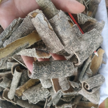 救必应～新货～量大优惠～1公斤起售～欢迎咨询采购
