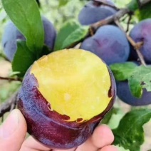陕西黑李子各种品种都有