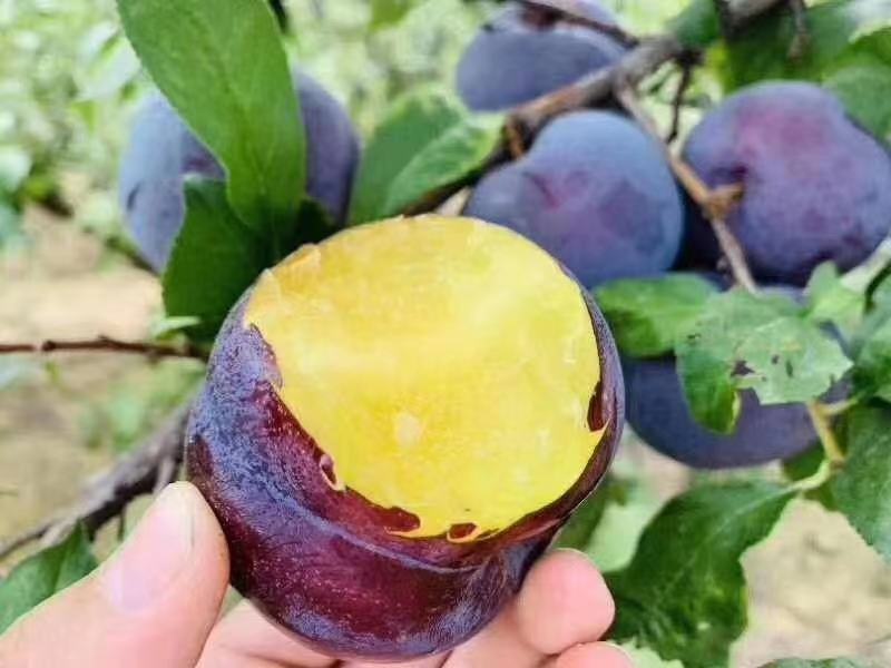 陕西黑李子各种品种都有