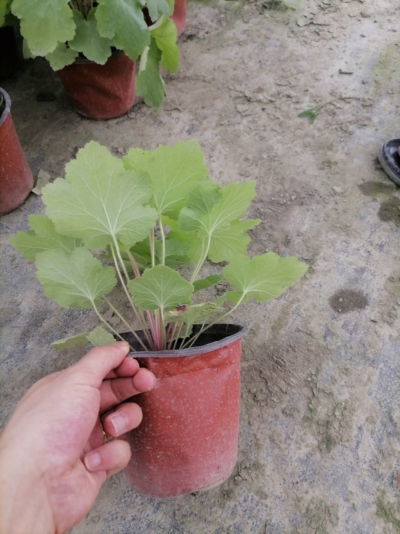 矾根杯苗，高度10-15公分，冠幅15左右。多色可选