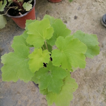 矾根杯苗，高度10-15公分，冠幅15左右。多色可选