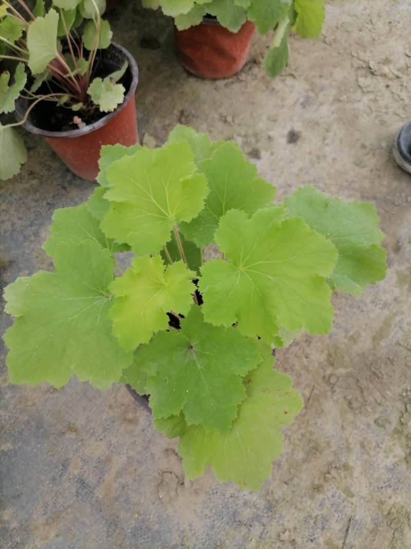 矾根杯苗，高度10-15公分，冠幅15左右。多色可选