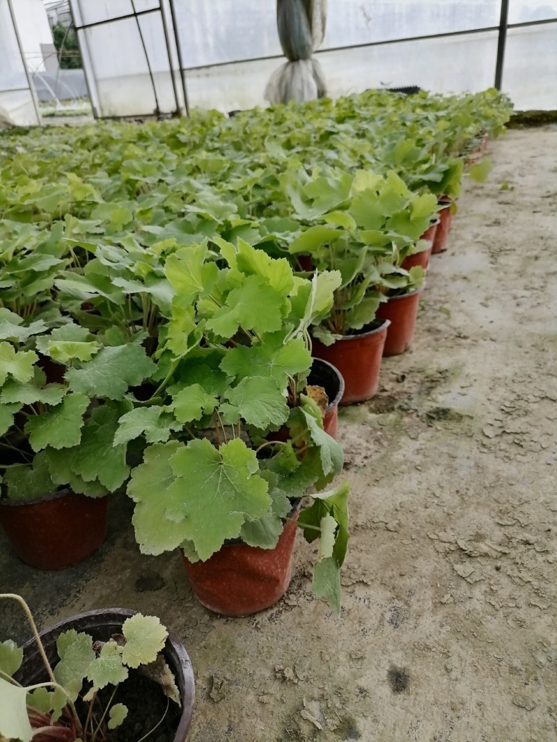 矾根杯苗，高度10-15公分，冠幅15左右。多色可选