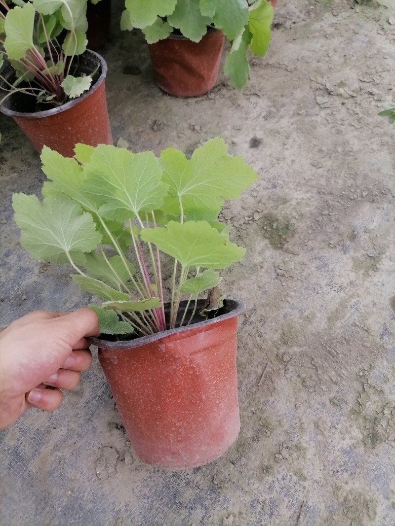 矾根杯苗，高度10-15公分，冠幅15左右。多色可选