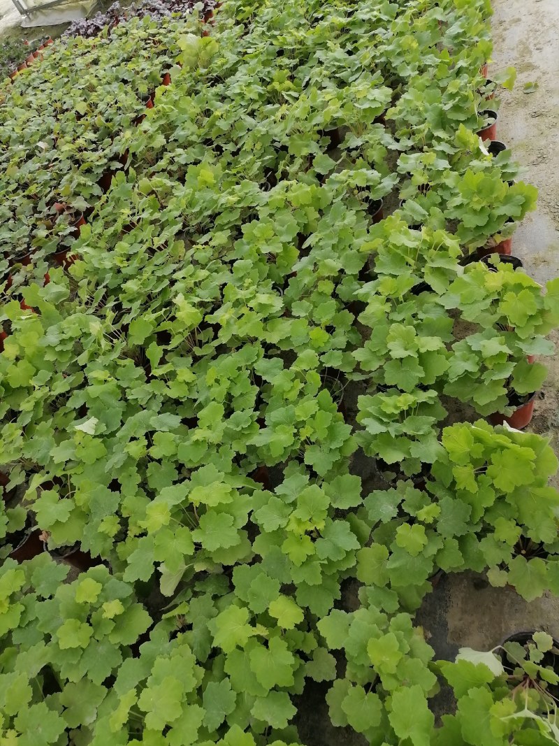 矾根杯苗，高度10-15公分，冠幅15左右。多色可选
