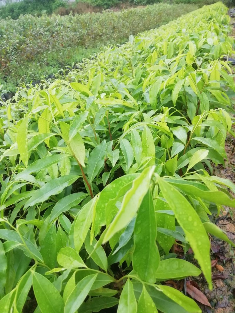 土沉香营养小袋苗，批发价格优质供应名贵药材树苗