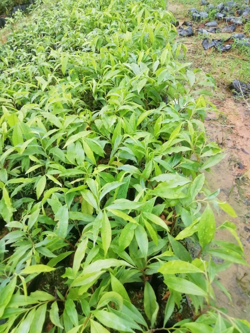 土沉香营养小袋苗，批发价格优质供应名贵药材树苗