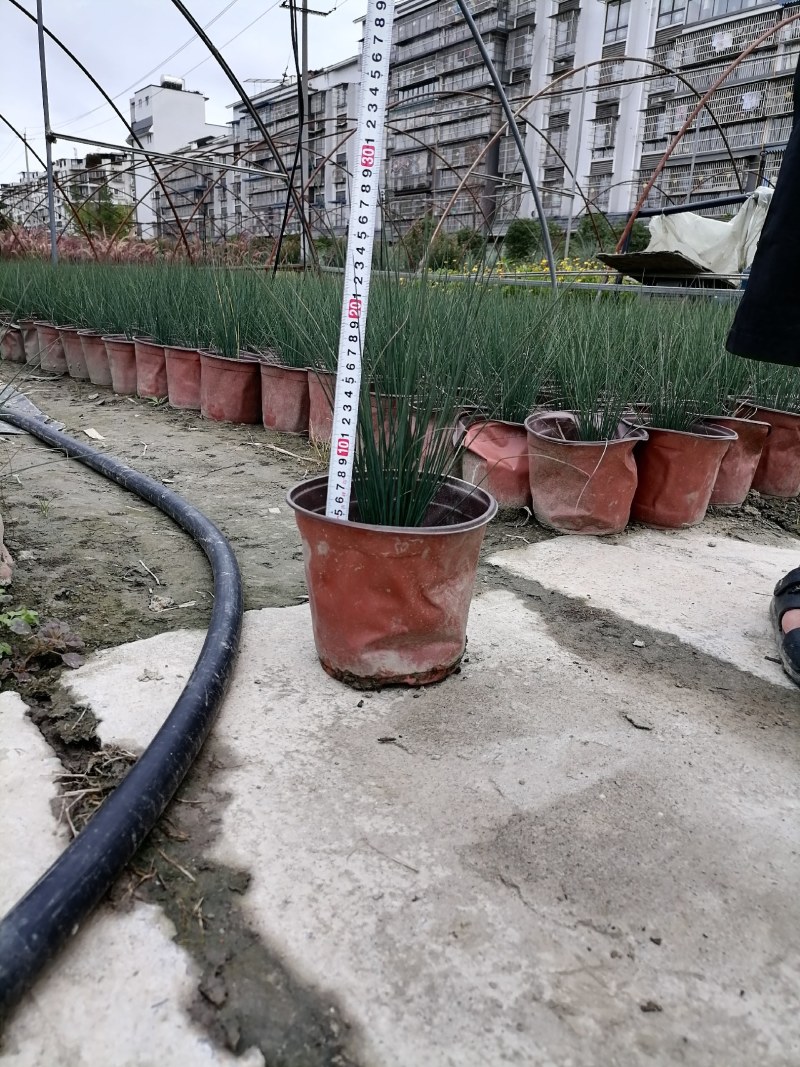 灯心草双色杯杯苗30-40高，冠幅20公分左右