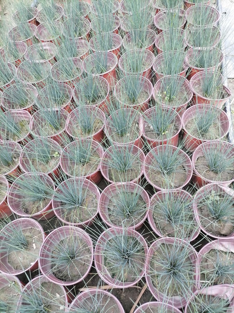灯心草双色杯杯苗30-40高，冠幅20公分左右