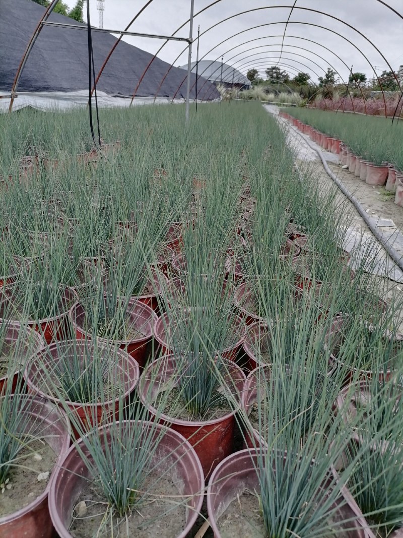 灯心草双色杯杯苗30-40高，冠幅20公分左右