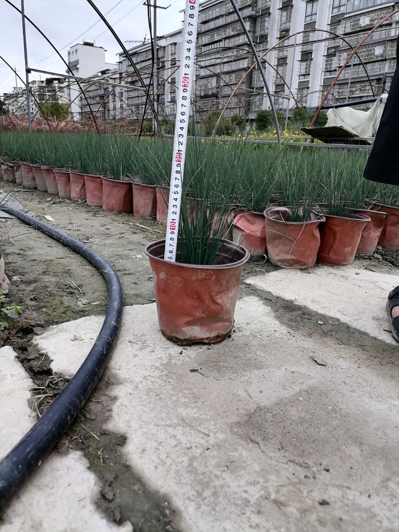 灯心草双色杯杯苗30-40高，冠幅20公分左右
