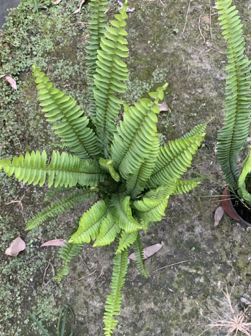 肾蕨，双色杯肾蕨，小杯肾蕨，肾蕨种植基地