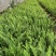 肾蕨，双色杯肾蕨，小杯肾蕨，肾蕨种植基地