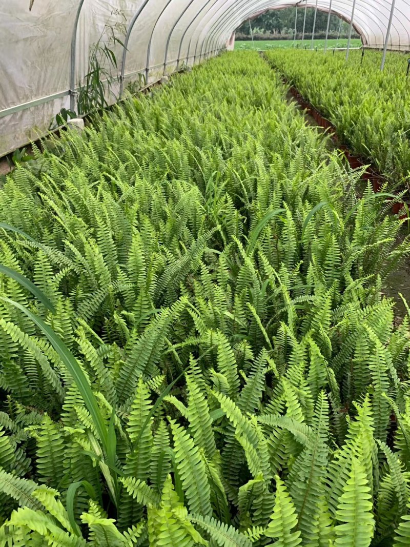 肾蕨，双色杯肾蕨，小杯肾蕨，肾蕨种植基地