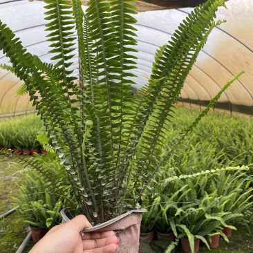 肾蕨，双色杯肾蕨，小杯肾蕨，肾蕨种植基地