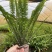 肾蕨，双色杯肾蕨，小杯肾蕨，肾蕨种植基地