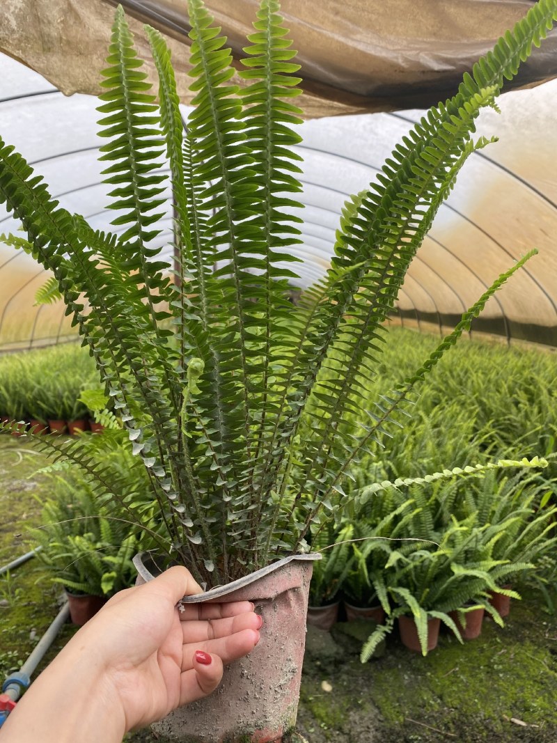 肾蕨，双色杯肾蕨，小杯肾蕨，肾蕨种植基地