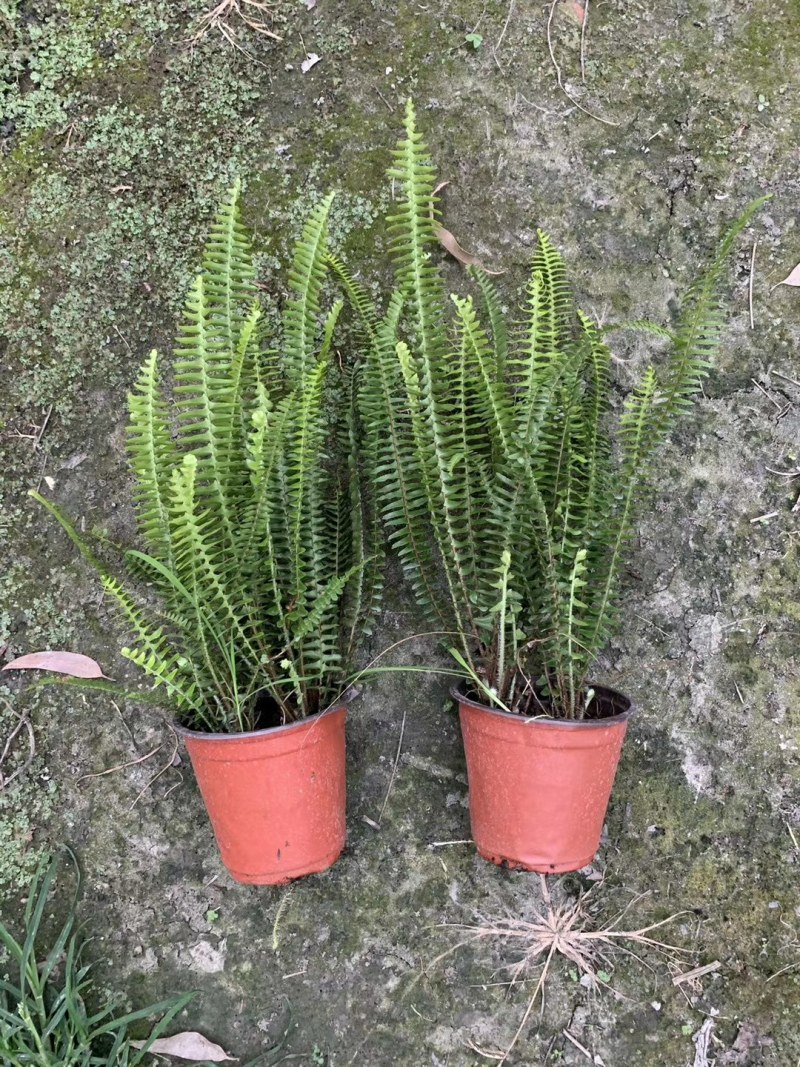 肾蕨，双色杯肾蕨，小杯肾蕨，肾蕨种植基地