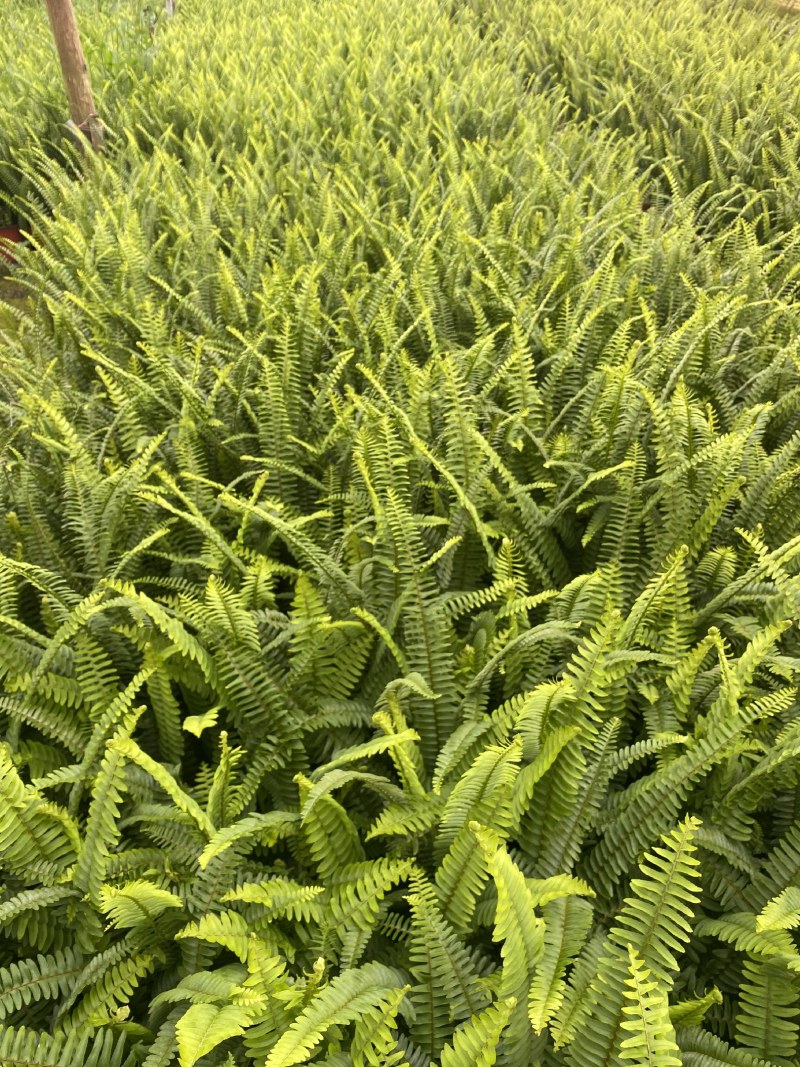 肾蕨，双色杯肾蕨，小杯肾蕨，肾蕨种植基地