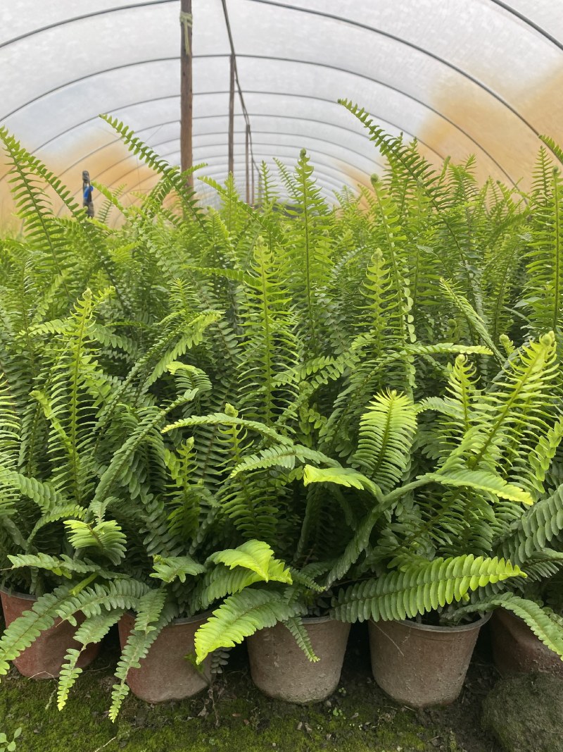 肾蕨，双色杯肾蕨，小杯肾蕨，肾蕨种植基地