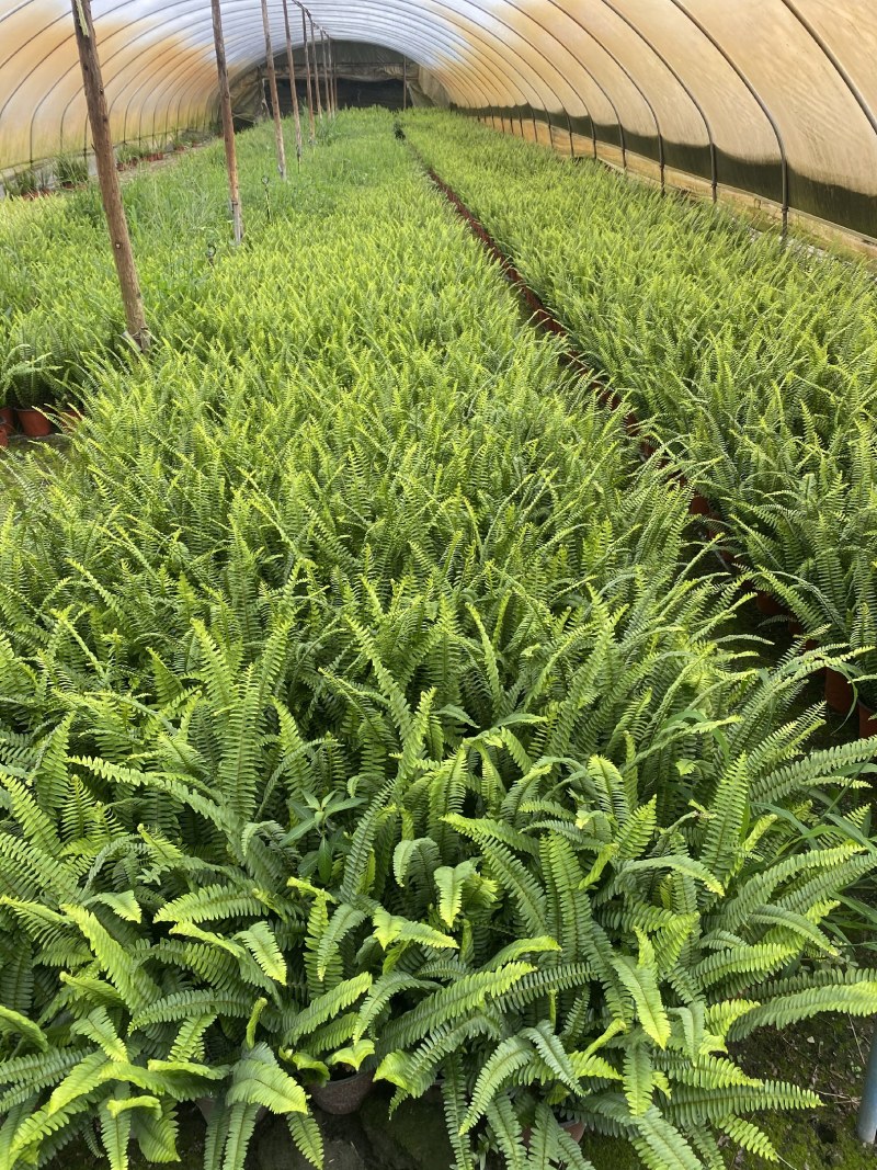 肾蕨，双色杯肾蕨，小杯肾蕨，肾蕨种植基地