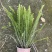 肾蕨，双色杯肾蕨，小杯肾蕨，肾蕨种植基地