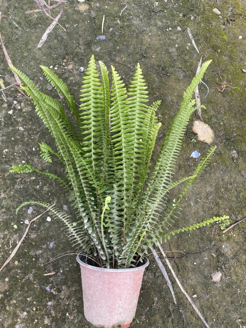 肾蕨，双色杯肾蕨，小杯肾蕨，肾蕨种植基地