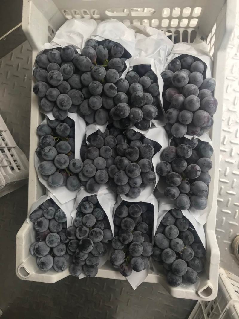 精品葡萄夏黑葡萄万亩基地大量上市，配备冷库