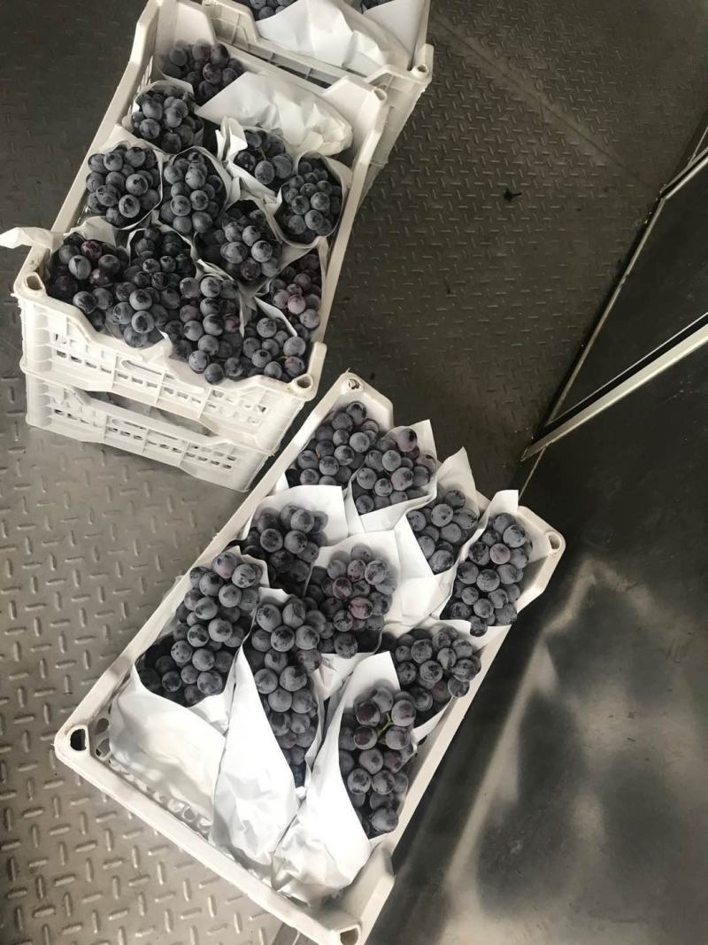 精品葡萄夏黑葡萄万亩基地大量上市，配备冷库