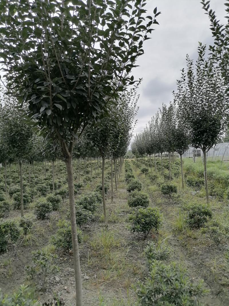 基地出售垂丝海棠，精品垂丝海棠