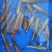 渔场直销，银鳞火鲤，古黄金，红白大正三色。黑黄白。大量的