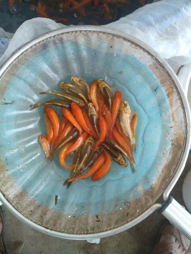 渔场直销鱼苗大量订购中，红白，大正三色。单色鲤，黑黄白等