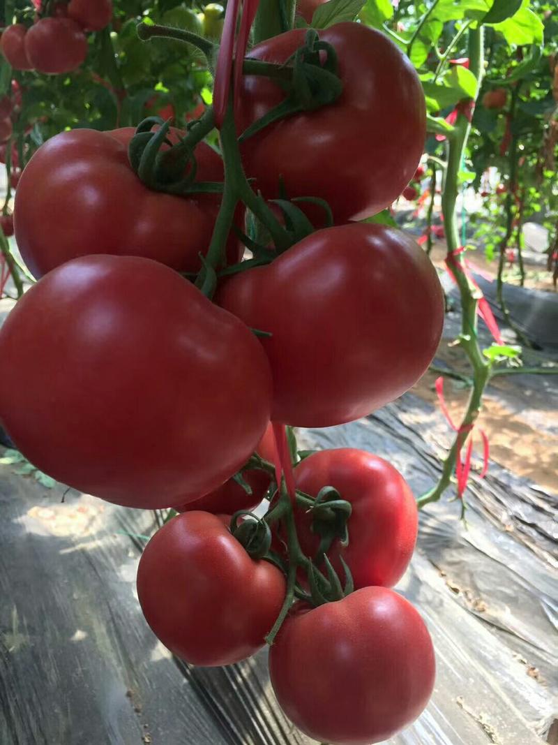 冠晨368西红柿种子，粉果番茄种子，大果，抗病，高产