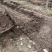 纯牛粪养殖的大平二号蚯蚓粪（可用于瓜果蔬菜，花卉等作物）